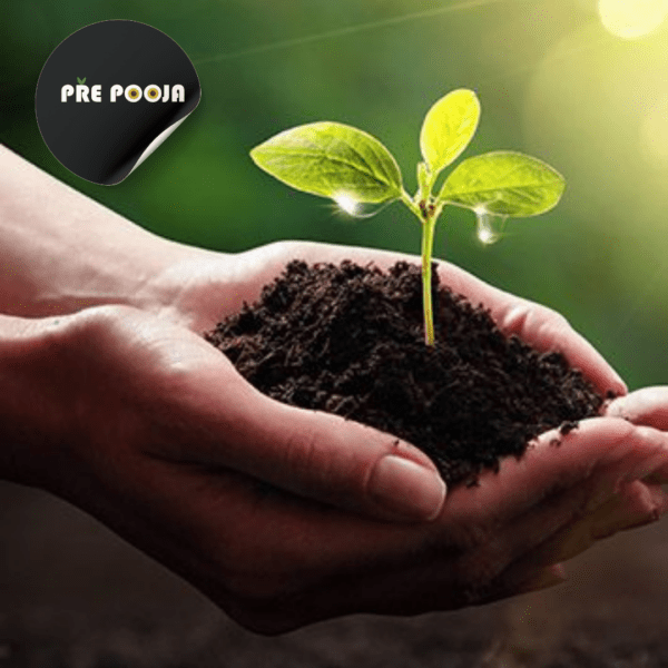 Garden Bliss Seed Pack - Image 3